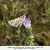 hesperia comma pallida female2